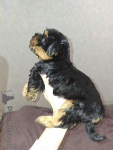 Foto №1. biewer terrier, yorkshire terrier - zum Verkauf in der Stadt Tartu | 600€ | Ankündigung № 162867