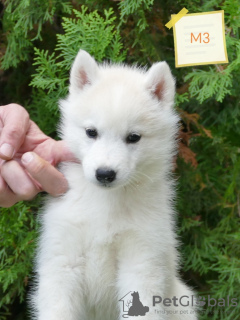 Zusätzliche Fotos: Male Siberian Husky Puppy for Sale Your Perfect Companion!