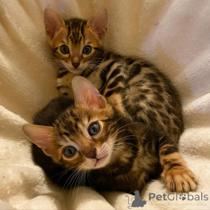 Foto №1. bengal katzenrasse - zum Verkauf in der Stadt Böten | 580€ | Ankündigung № 174802