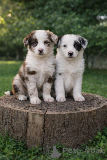Foto №1. border collie - zum Verkauf in der Stadt Akrotiri | verhandelt | Ankündigung № 169053
