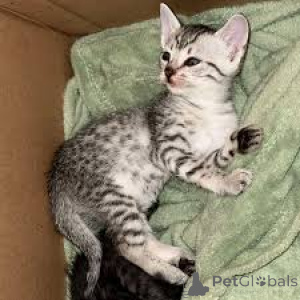 Foto №3. Adorables Chatons Mau égyptiens à la vente verfügbar.. Finnland