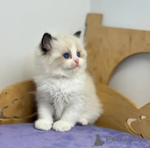 Foto №1. ragdoll-katze - zum Verkauf in der Stadt Goslar | 350€ | Ankündigung № 176687