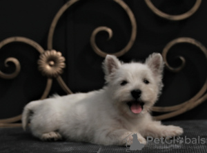 Zusätzliche Fotos: West Highland White Terrier Welpe weiblich