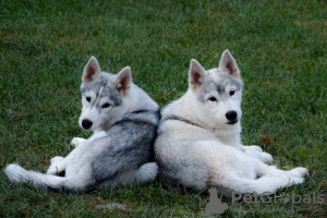 Foto №3. Siberian Husky Welpen. Serbien