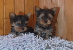 Foto №2 zu Ankündigung № 93022 zu verkaufen yorkshire terrier - einkaufen Schweden quotient 	ankündigung