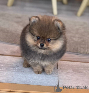 Foto №1. mischlingshund - zum Verkauf in der Stadt Paris | 190€ | Ankündigung № 162754