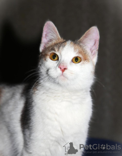 Foto №2 zu Ankündigung № 133456 zu verkaufen  - einkaufen Russische Föderation 