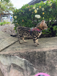 Foto №3. Bengal Kätzchen Mini Leoparden für Ihr Zuhause. Schweiz