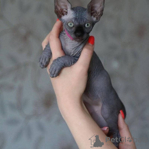 Foto №1. sphynx-katze - zum Verkauf in der Stadt Berlin | 1000€ | Ankündigung № 132693