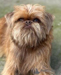 Zusätzliche Fotos: Männliche Brüsseler Griffon-Welpen zu verkaufen