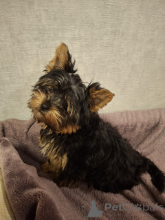 Foto №1. biewer terrier, yorkshire terrier - zum Verkauf in der Stadt Vilnius | 650€ | Ankündigung № 161228