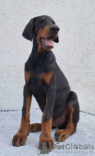 Foto №3. Dobermann, top hunde. Serbien