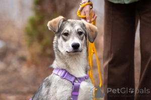 Foto №2 zu Ankündigung № 138991 zu verkaufen mischlingshund - einkaufen Russische Föderation quotient 	ankündigung