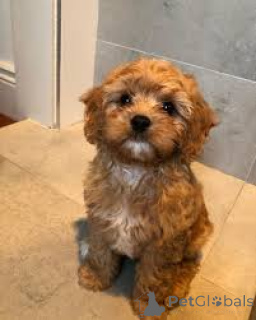 Foto №3. Cavapoo-Welpen zu verkaufen. Frankreich