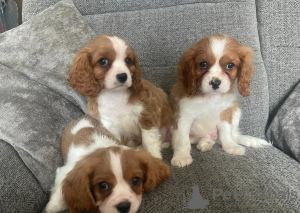 Foto №1. cavalier king charles spaniel - zum Verkauf in der Stadt Bogumin | 610€ | Ankündigung № 148580