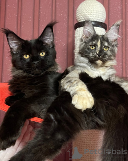 Foto №3. Maine-Waschbär. Großbritannien