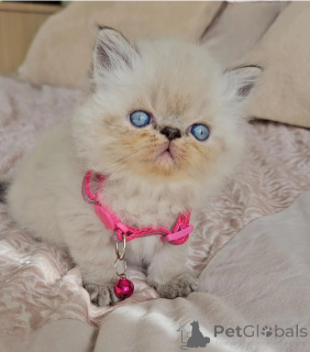 Foto №1. himalayan cat - zum Verkauf in der Stadt Cochem | 350€ | Ankündigung № 178043