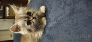 Foto №3. Perserkätzchen (Silberchinchilla). Ägypten