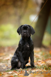 Zusätzliche Fotos: Italienische Cane Corso-Welpen