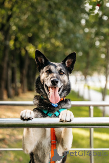 Foto №4. Ich werde verkaufen  in der Stadt Москва.  - preis - Frei