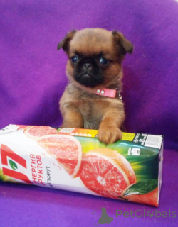 Foto №2 zu Ankündigung № 162923 zu verkaufen petit brabançon - einkaufen Russische Föderation 