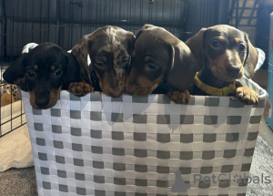 Foto №3. Glatte Zwerghaardackel. Deutschland