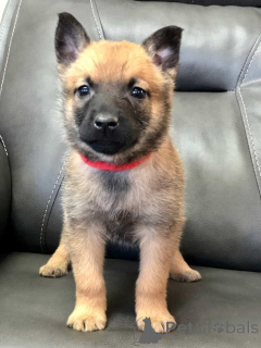 Foto №1. belgischer schäferhund - zum Verkauf in der Stadt Viimsi | 300€ | Ankündigung № 174954