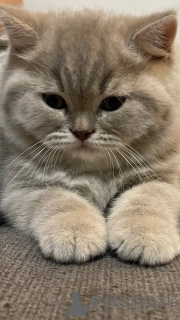 Foto №2 zu Ankündigung № 135419 zu verkaufen britisch kurzhaar - einkaufen Polen quotient 	ankündigung, züchter