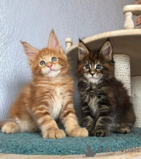 Foto №2 zu Ankündigung № 157780 zu verkaufen maine-coon-katze - einkaufen Deutschland quotient 	ankündigung