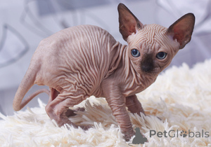 Foto №1. sphynx-katze - zum Verkauf in der Stadt Ramstein-Miesbach | 500€ | Ankündigung № 163690