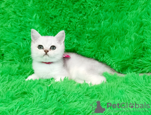 Foto №3. silberne Chinchillas. Ukraine