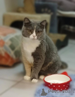 Foto №1.  - zum Verkauf in der Stadt Chimki | Frei | Ankündigung № 161961