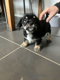 Foto №2 zu Ankündigung № 159153 zu verkaufen chihuahua - einkaufen USA quotient 	ankündigung