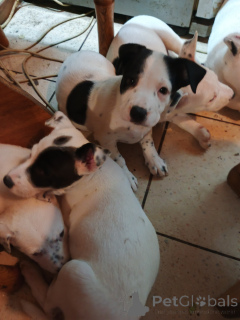 Foto №1. amerikanischer staffordshire terrier - zum Verkauf in der Stadt Kiew | verhandelt | Ankündigung № 146375