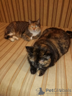 Zusätzliche Fotos: Die liebevollen dreifarbigen Katzen Mixi und die Schildkröte Nika suchen ein