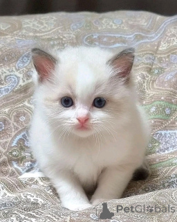 Foto №2 zu Ankündigung № 136453 zu verkaufen exotische kurzhaarkatze - einkaufen Deutschland züchter