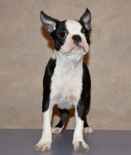 Zusätzliche Fotos: Boston Terrier Welpen zu verkaufen