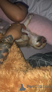 Foto №2 zu Ankündigung № 130384 zu verkaufen chihuahua - einkaufen Deutschland quotient 	ankündigung, vom kindergarten