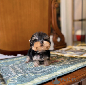 Foto №3. Schöner Yorkshire-Welpe. USA