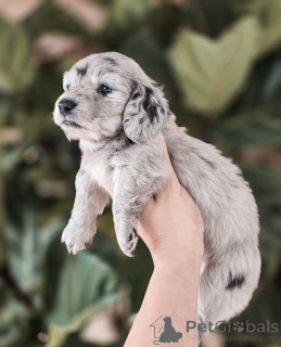 Foto №2 zu Ankündigung № 155451 zu verkaufen dackel - einkaufen Dänemark quotient 	ankündigung