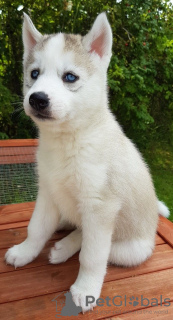 Zusätzliche Fotos: Champion Bloodline Siberian Husky-Welpen jetzt zum Verkauf