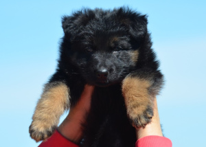 Foto №2 zu Ankündigung № 6673 zu verkaufen deutscher schäferhund - einkaufen Ukraine vom kindergarten