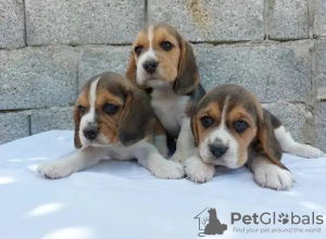 Foto №2 zu Ankündigung № 31675 zu verkaufen beagle - einkaufen Frankreich quotient 	ankündigung