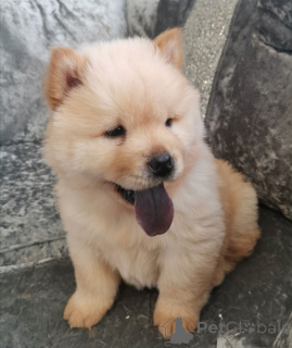 Foto №1. chow-chow - zum Verkauf in der Stadt Lidköping | 850€ | Ankündigung № 168264