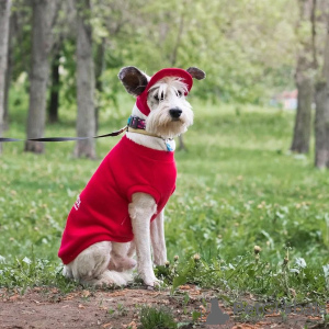 Zusätzliche Fotos: Der charismatische Perchik sucht ein Zuhause und einen Besitzer, einen Hund in