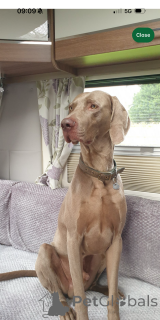 Foto №4. Ich werde verkaufen weimaraner in der Stadt Thatted.  - preis - 339€