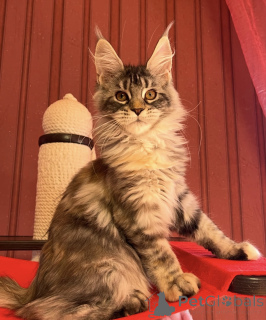 Foto №1. maine-coon-katze - zum Verkauf in der Stadt Baden-Baden | 990€ | Ankündigung № 163671