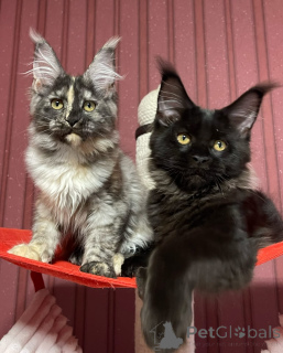 Foto №4. Ich werde verkaufen maine-coon-katze in der Stadt Stadt von London. züchter - preis - verhandelt