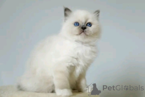 Foto №2 zu Ankündigung № 176170 zu verkaufen birma-katze - einkaufen Luxemburg 