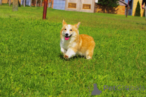 Foto №1. welsh corgi - zum Verkauf in der Stadt Bačka Topola | 1400€ | Ankündigung № 141162